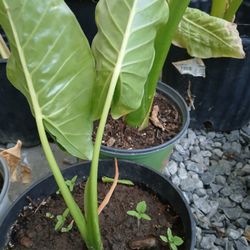 Plantas orejas de Elefantes/ Elephant Ears Plants