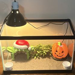 Multiple Ten Gallon Reptile Tank Setups