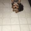 Alesha