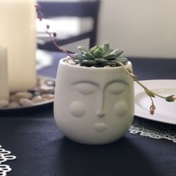 Succulent’s Arraignment 