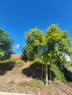 Free / Clean Dirt / Needed Thanks