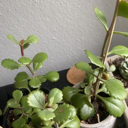 Assorted Poland’s And Succulents 