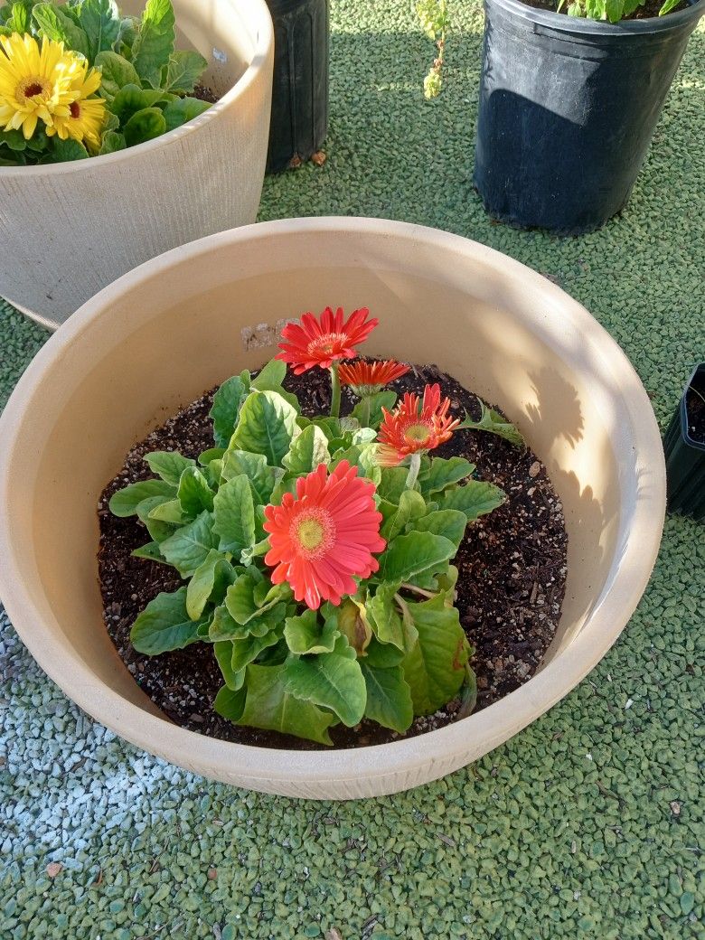 Asparagus Fern And Flower Plants For Sale