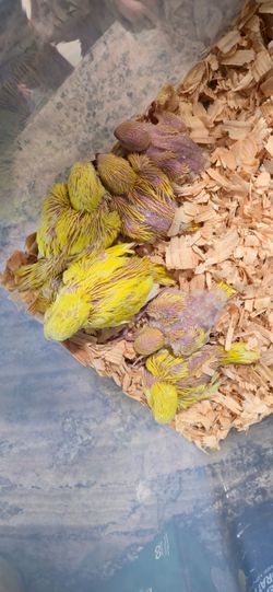 Quaker Parrot