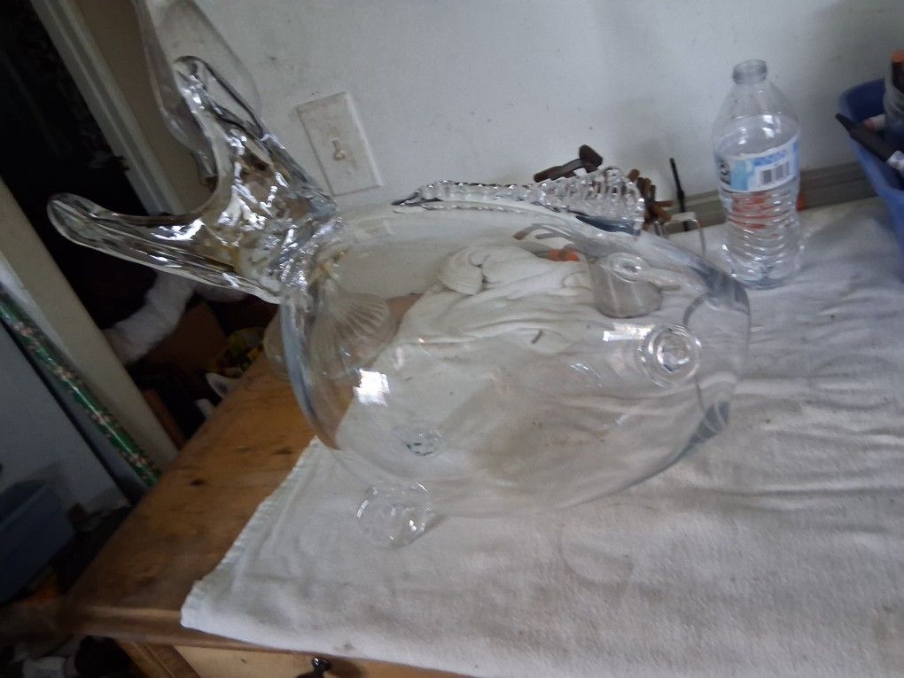 Glass Fish