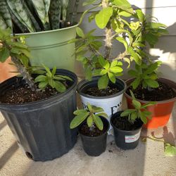 All Kinds Of Plants That Need To Be Indoor 