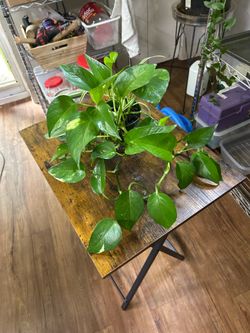 Pothos and small spider plants 🪴