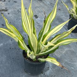 3 Gallons False Agave