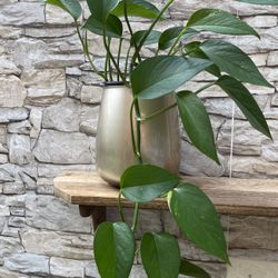 Well Established Healthy Golden Pothos House Plant In  Beautiful Pot 6.5"H.