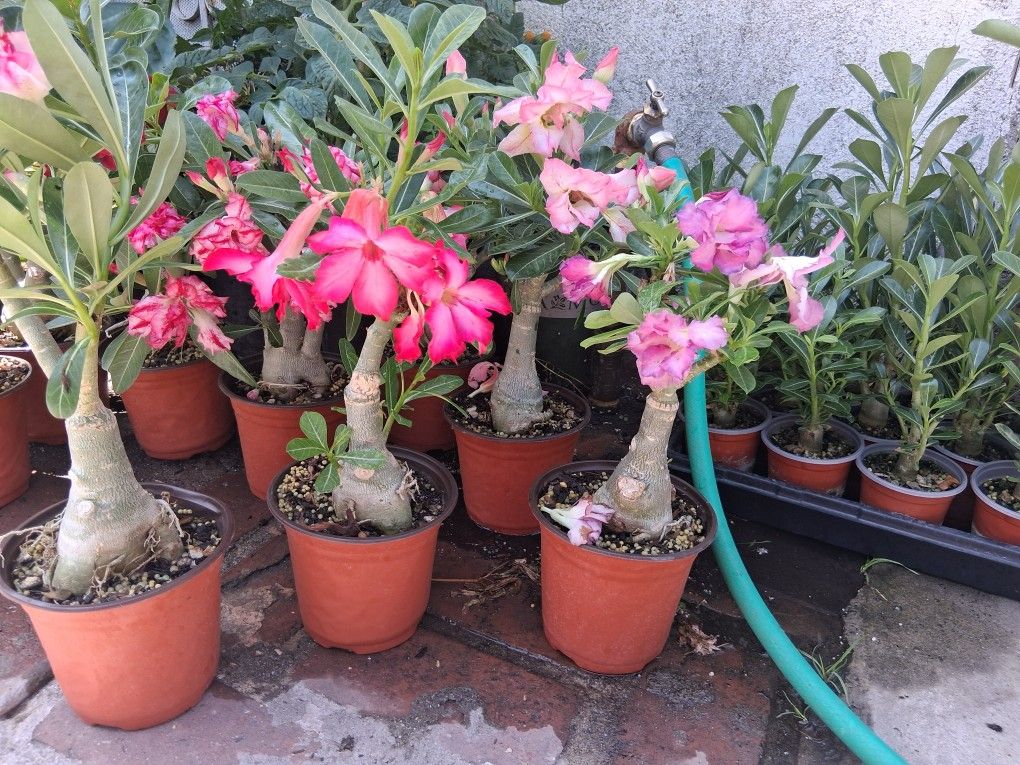 Rosas Del Decierto
