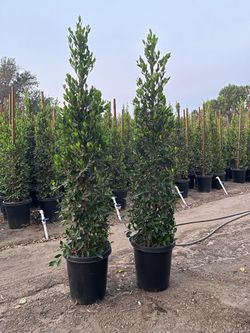 Ficus Nitida