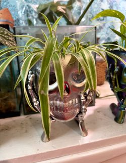 Silver Skull plant Planter Pot Halloween witch decor, decoration, jack-o’-lantern