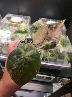 Alocaisa Pink Wentii
