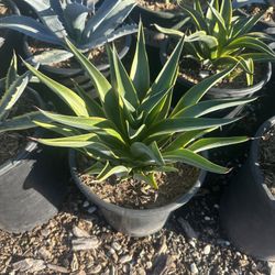 Agave