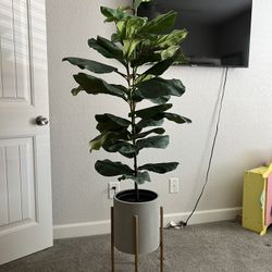 Faux Fiddle Fig plant With Planter 