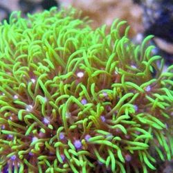Green Star Polyps Toy