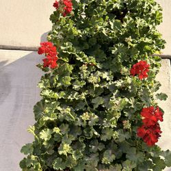 Geranium Flower 