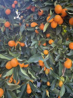 Fresh Kumquats 