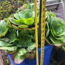 Kevin’s Creations Giant Aeoniums In Huge Tub$20 Approximately 20 Or More Individual Plants Growing Land Park Area 