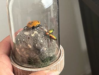 Dome Displays