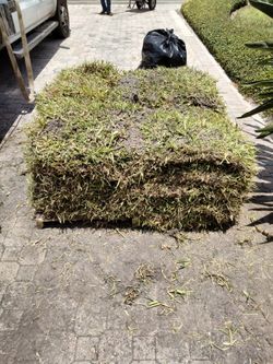 Free 1/2 pallet of st Augustine sod