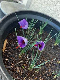 Saffron Crocus Plant, 1 gallon
