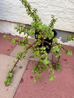 Elephant Bush Suculent