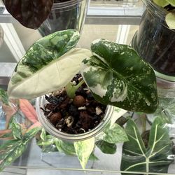 Alocasia frydek albo pup + free bird of paradise plant starter