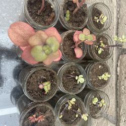 ***Succulents*** Assorted, Individual Jars