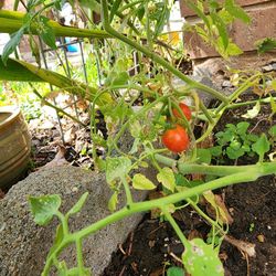 Tomato planet