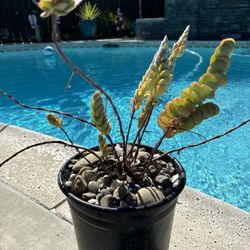 Succulent-Kalanchoe marnieriana