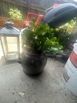 Cactus 🌵 Y Olla De Barro Con Plato