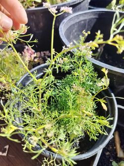 Coriander 