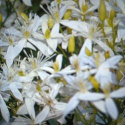 5 Bare Root Autumn Clematis Vines 