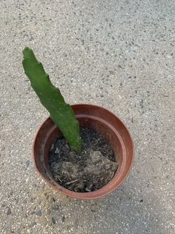 Orchid Cactus Rooted Plant
