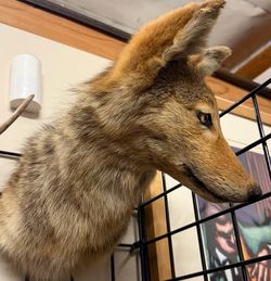 Taxidermy coyote