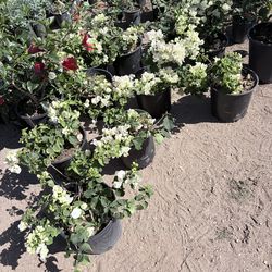 3g white bougainvillea $20 each