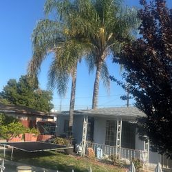 Palms Trimming 