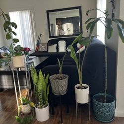 Large indoor Plants for sale - make me an offer