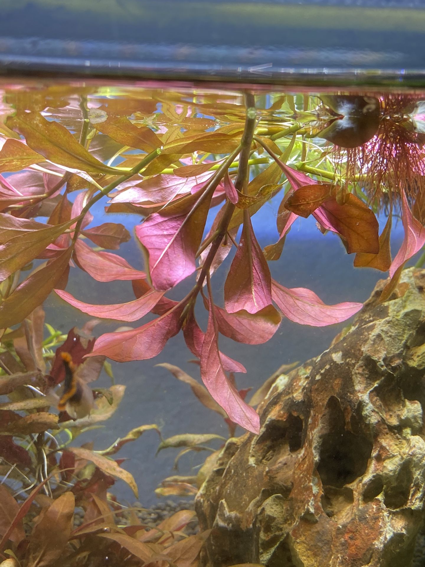 Aquarium plants pink/red