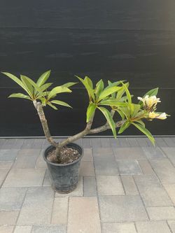 Large (3 ft., 6 tips) and Healthy “Pacific Pearl” Plumeria.