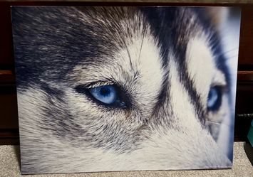 Husky Blue Eyes Close-Up foam back photo printqpl