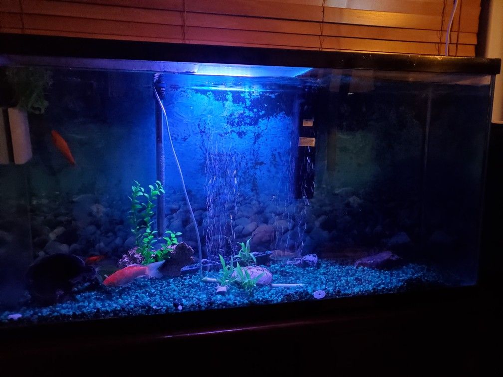 Fish Tank