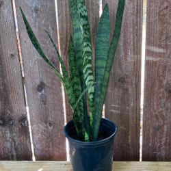 1-Gallon Snake Plant.
