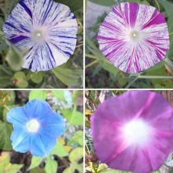 Beautiful Exotic Looking Morning Glories for trellises, fences, porch posts etc. 