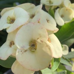 Corona de Cristo/ flor jumbo