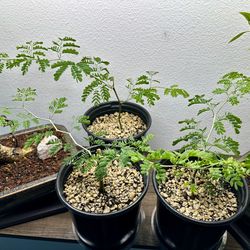 Brazilian Rain Trees