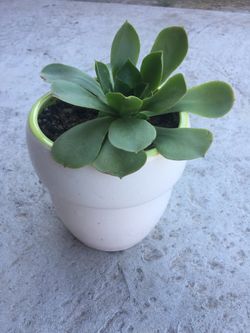 Succulent