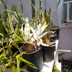Various Plants For Sale