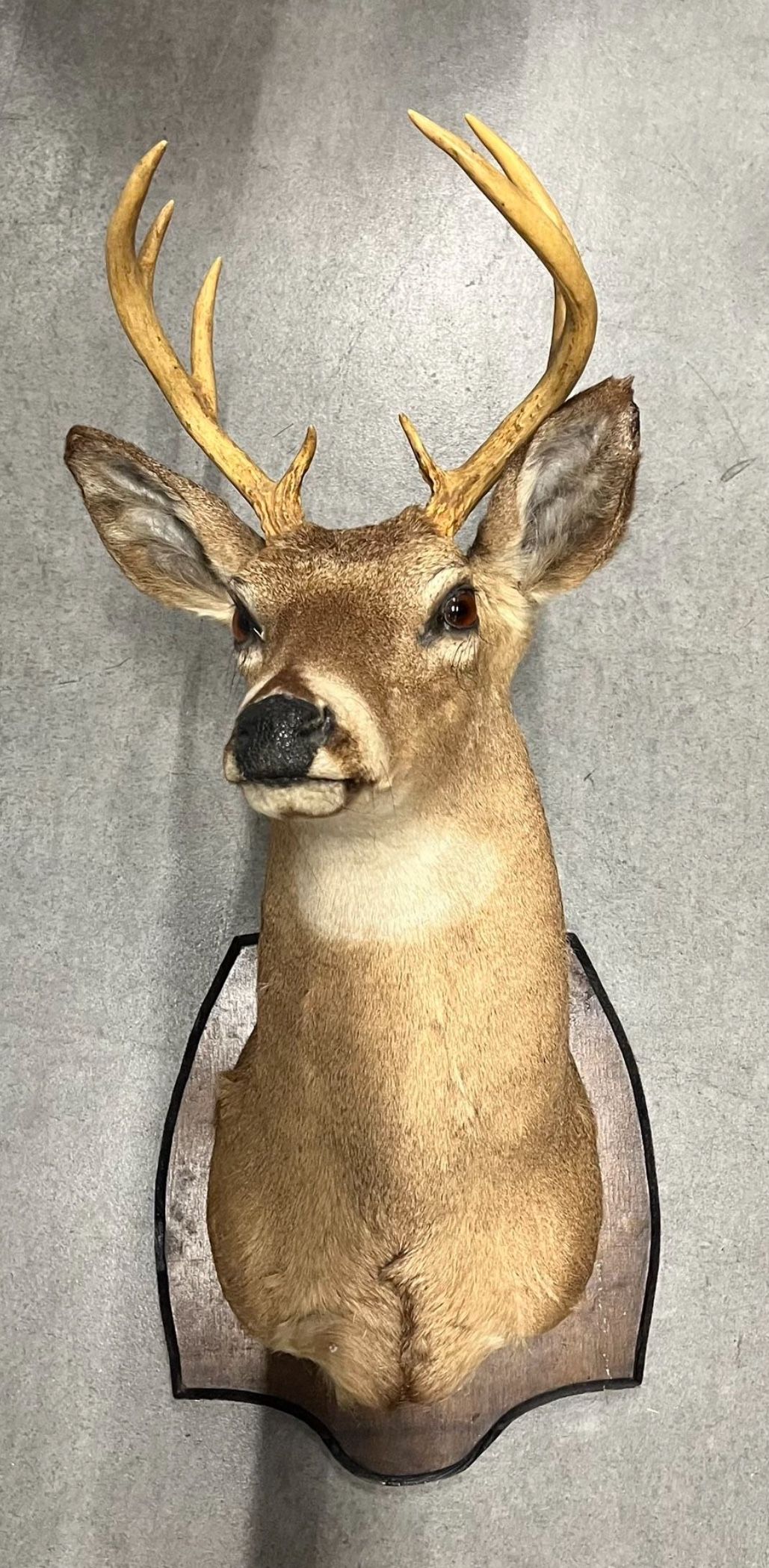 Deer Head On Mount